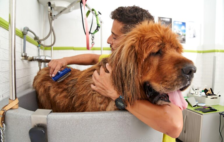 big dog grooming