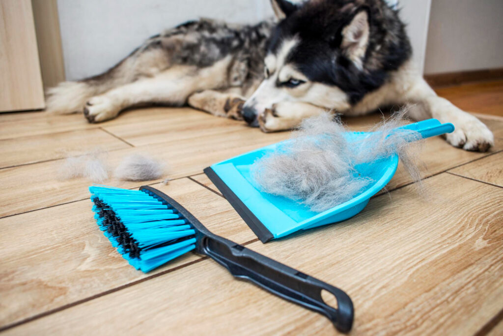 dog shedding