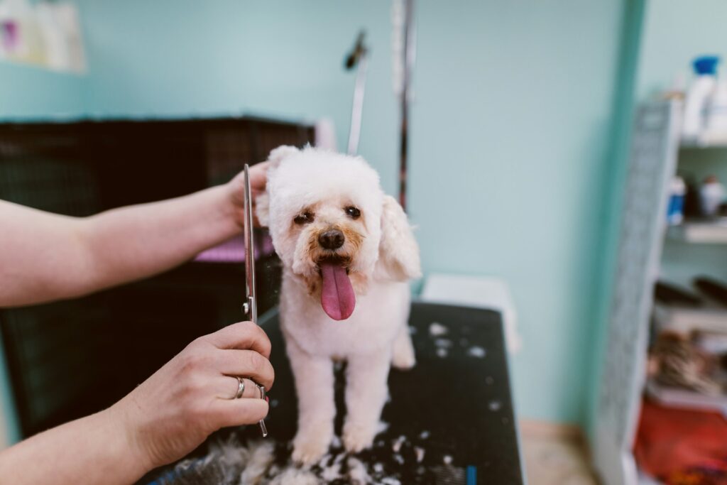 dog grooming