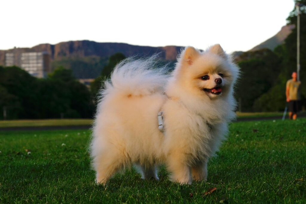 Pomeranian dog