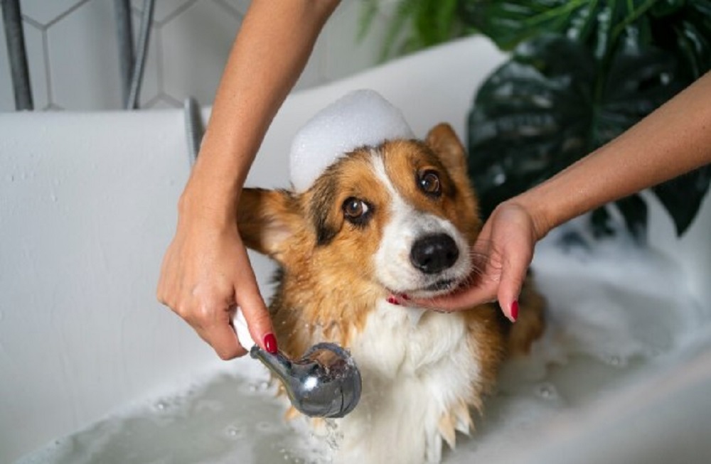 dog spa