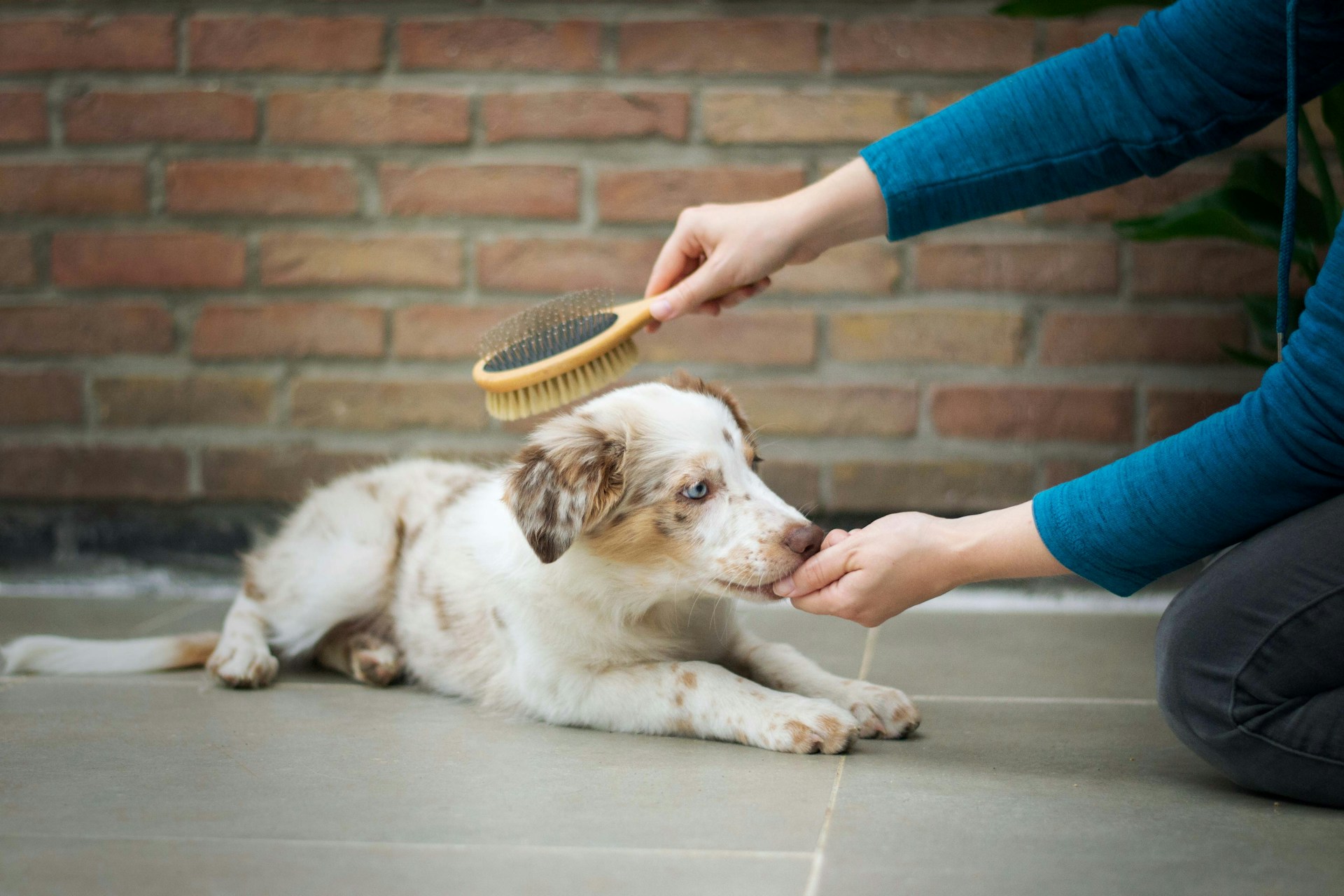 hand brushing a puppy's fur