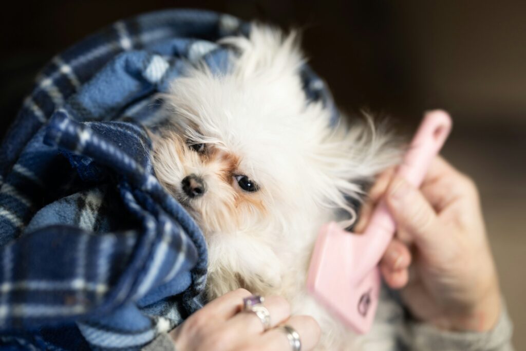 dog coat care