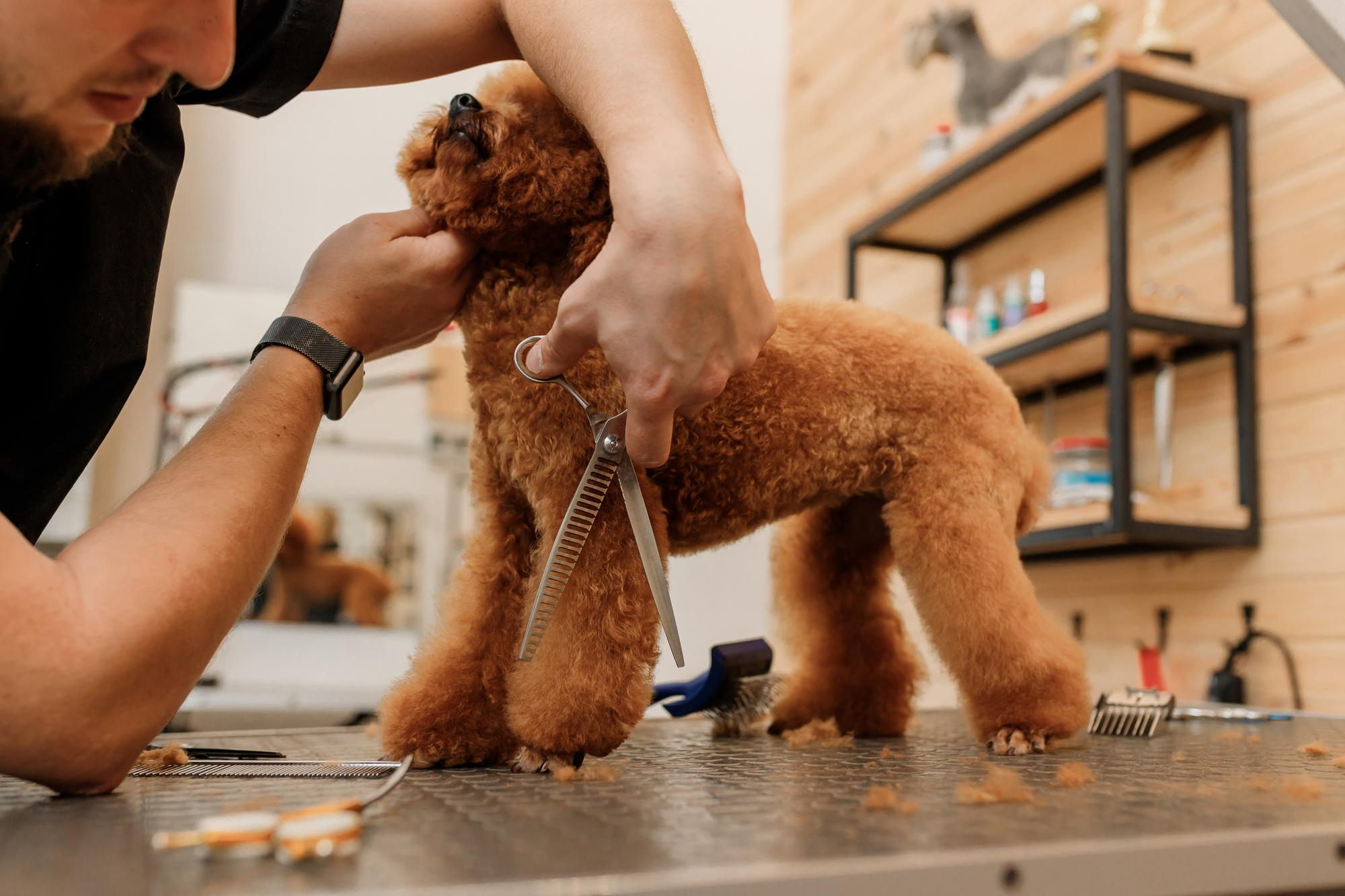 dog grooming