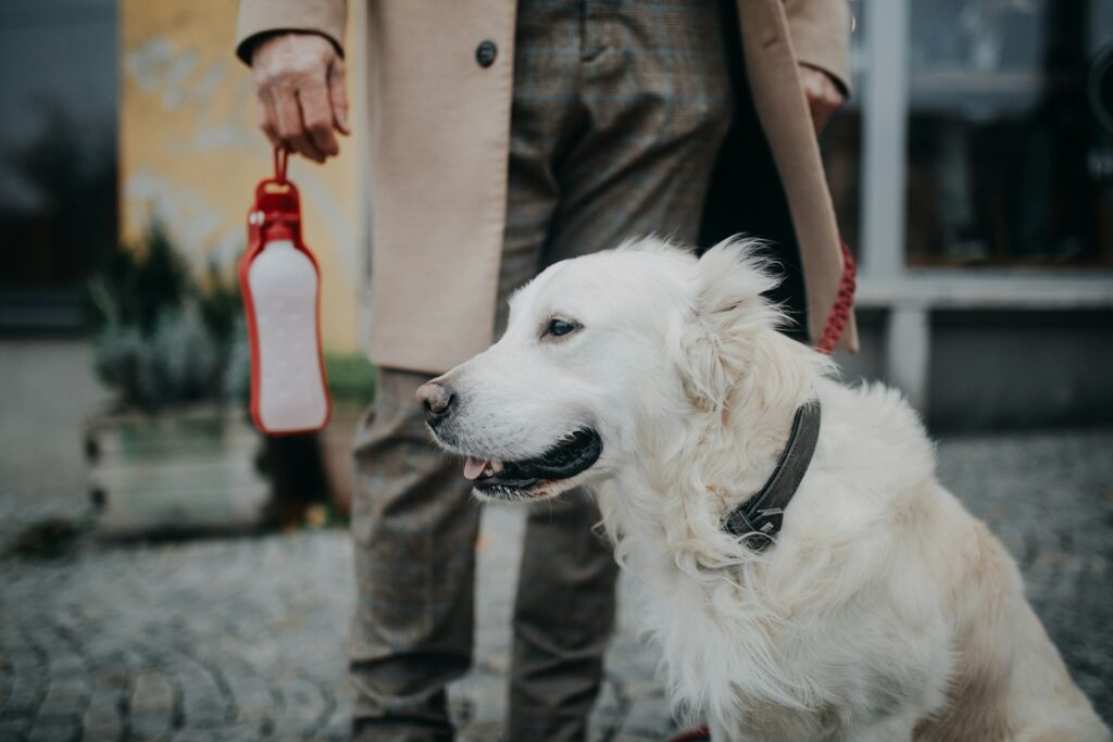 dog coat care
