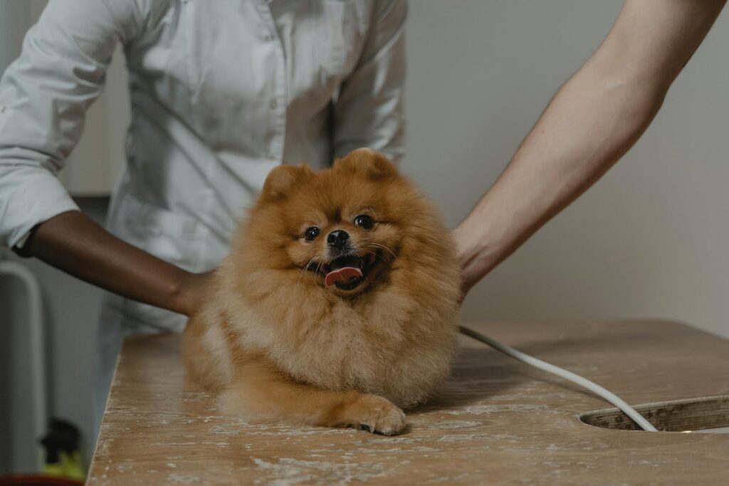 dog coat care