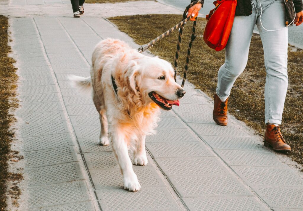 Post-Walk Dog