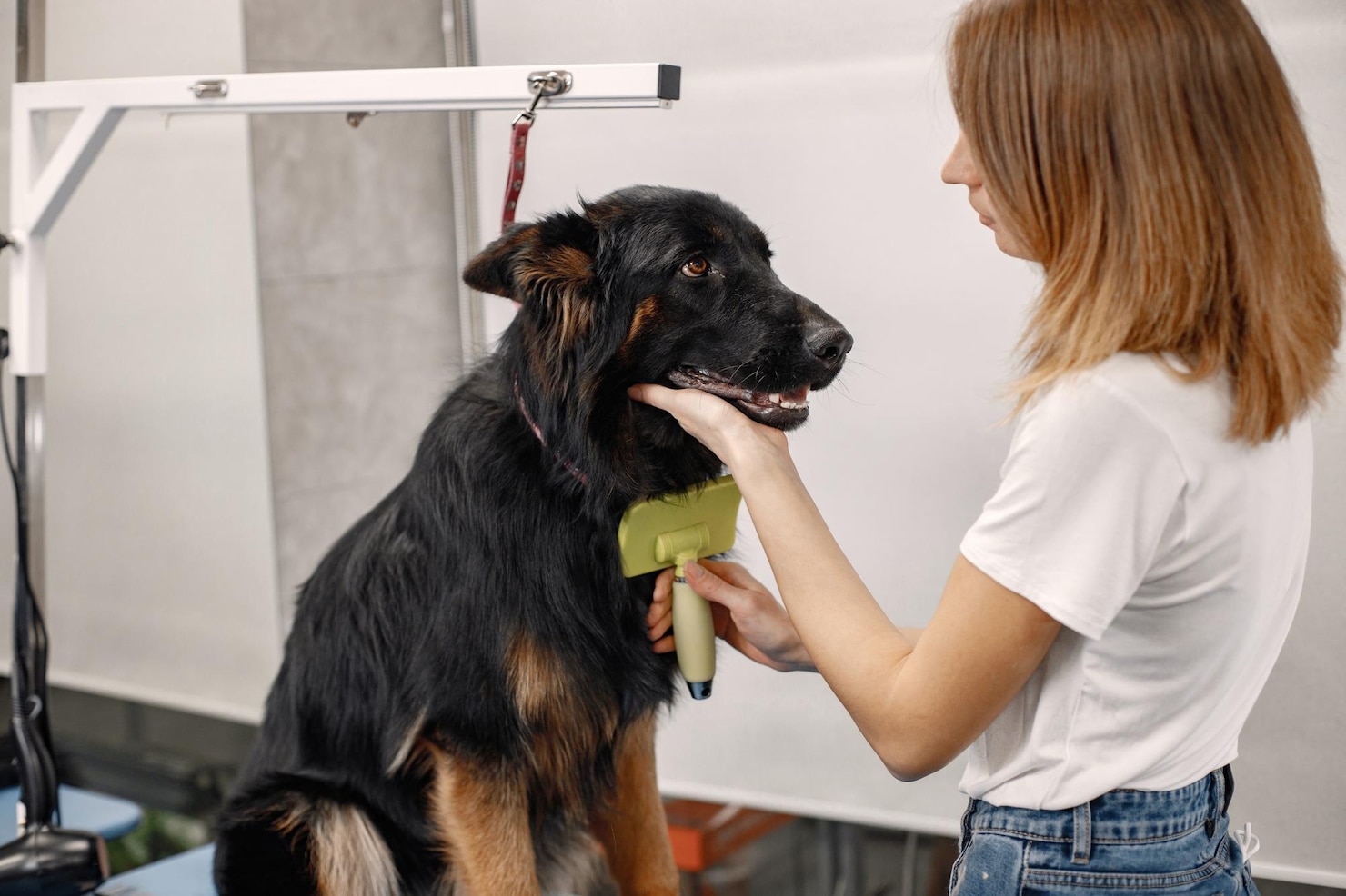 dog grooming
