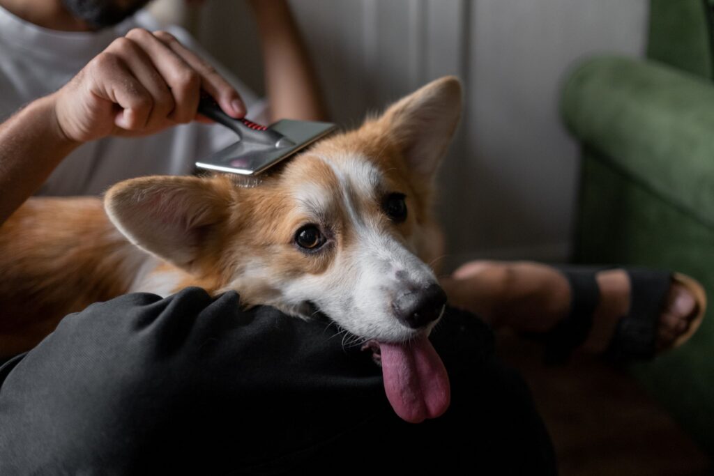 dog brush