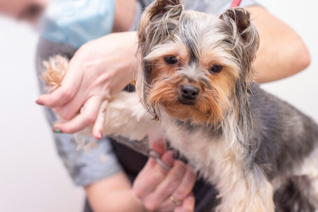 Dog Groomer