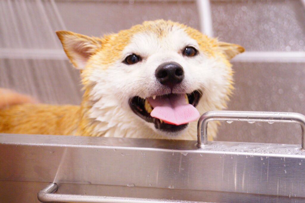 dog bathing