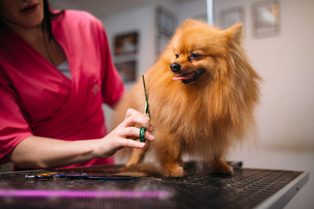 Groomer