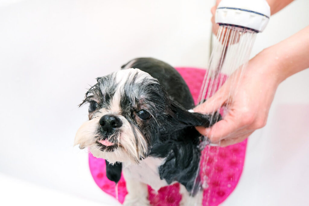 dog bathing
