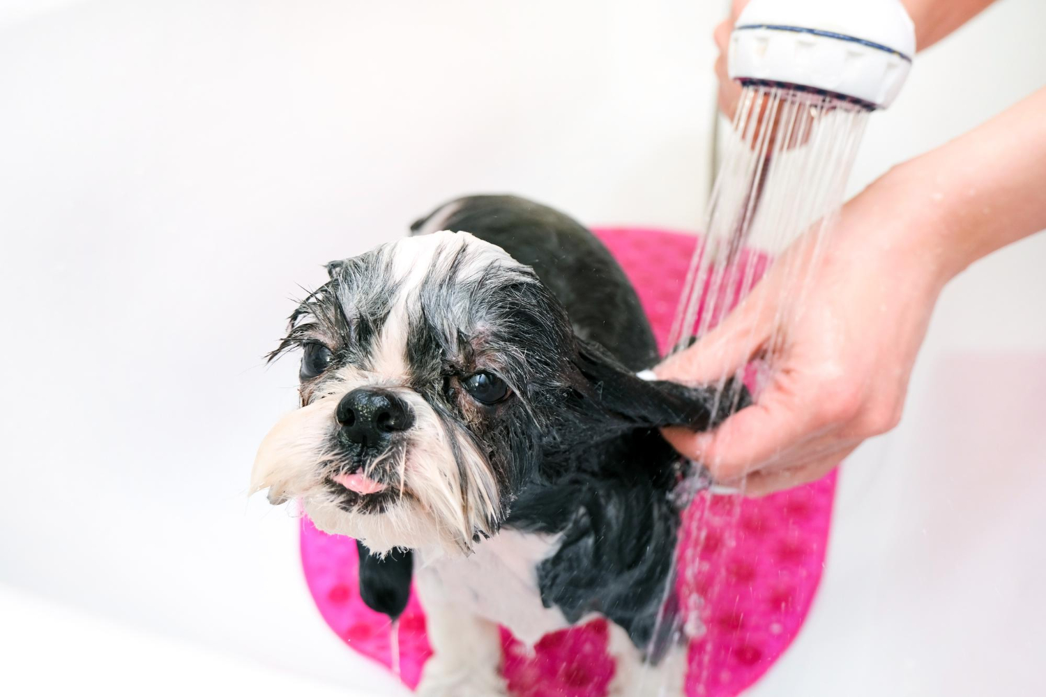 dog bathing