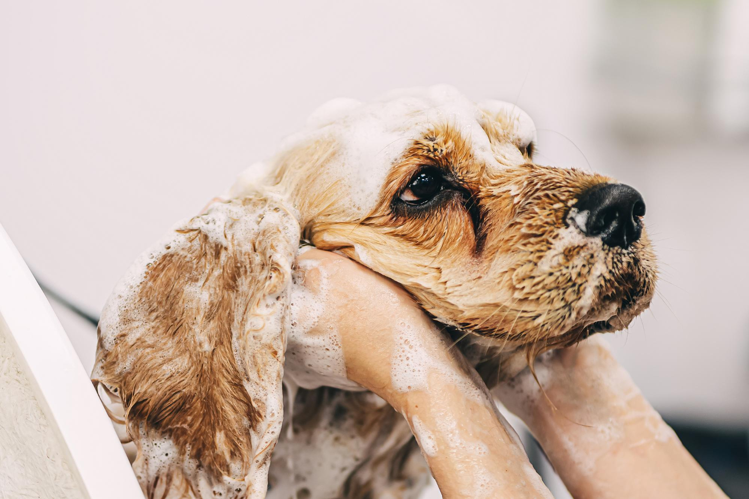 dog bath
