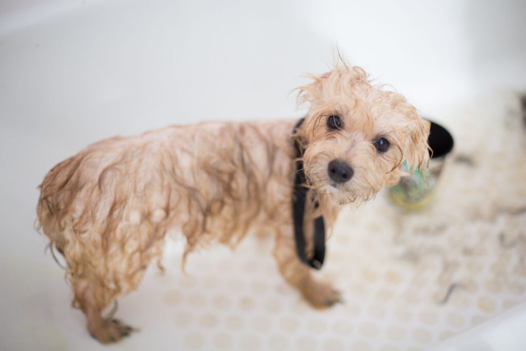 dog bath