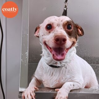 🤩 Hope you're as excited to conquer this week as this pup! 🫧

✅ #CoatCareTip Dogs can’t shower themselves like humans can! Recurring brushing, washing, and cutting will prevent tangling, matting, dirt build-up, or other issues from compounding

🛁 Click the link in bio to book your pup's first spa day with us! 🫧

⏰ Store Hours:
Sunday-Monday - Closed
Tuesday-Friday - 9am-6pm
Saturday - 10am-5pm

📍1985 Howell Mill Rd NW, Atlanta, GA 30318

📞 (404) 748-1891

#coatcaretip #coatcare #grooming #doggrooming #doggroomer #atldogs #atldoggroomer #doggroomersofinstagram #coatly #coatlybathandgroom