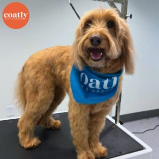 🫧 We hope everyone's been having a great week! We always say there's nothing a spaw day can't fix 😊

✅ #CoatCareTip All dogs need a bath, however, not every dog needs a Full Groom. That's why we offer the Bath & Brush - a customizable experience for your pup that includes a bath, thorough brushing, and a blow out 🫧

🛁 Click the link in bio to book your pup's first spa day with us! 🫧

⏰ Store Hours:
Sunday-Monday - Closed
Wednesday-Friday - 9am-6pm
Saturday - 10am-5pm

📍1985 Howell Mill Rd NW, Atlanta, GA 30318

📞 (404) 748-1891

#coatcaretip #coatcare #grooming #doggrooming #doggroomer #atldogs #atldoggroomer #doggroomersofinstagram #coatly #coatlybathandgroom