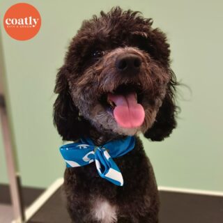 🐶 Tuesdays are the best because it means Coatly is open for the week! 🤩

✅ Want to know a #CoatCareTip ? A happy and healthy dog who is eating appropriate amounts of a complete and balanced diet will be easily able to maintain a shiny coat! ✨

🛁 Click the link in bio to book your pup's first spa day with us! 🫧

⏰ Store Hours:
Sunday-Monday - Closed
Tuesday-Friday - 9am-6pm
Saturday - 10am-5pm

📍1985 Howell Mill Rd NW, Atlanta, GA 30318

📞 (404) 748-1891

#coatcaretip #coatcare #grooming #doggrooming #doggroomer #atldogs #atldoggroomer #doggroomersofinstagram #coatly #coatlybathandgroom