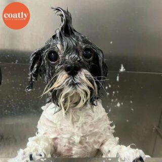 🐶 It's Friday, which means it's party time! Anyone else have shower thoughts while getting ready for a night out? 😂

🛁 Click the link in bio to book your pup's first spa day with us! 🫧

⏰ Store Hours:
Sunday-Monday - Closed
Tuesday-Friday - 9am-6pm
Saturday - 10am-5pm

📍1985 Howell Mill Rd NW, Atlanta, GA 30318

📞 (404) 748-1891

#coatcaretip #coatcare #grooming #doggrooming #doggroomer #atldogs #atldoggroomer #doggroomersofinstagram #coatly #coatlybathandgroom