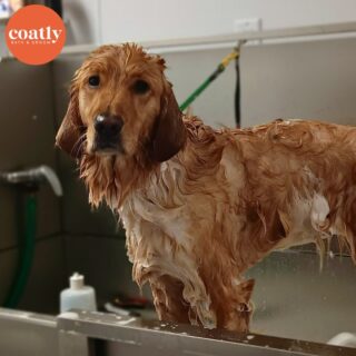 🫧 Got a case of the Mondays? 😆

🛁 Click the link in bio to book your pup's first spa day with us! 🫧

⏰ Store Hours:
Sunday-Monday - Closed
Tuesday-Friday - 9am-6pm
Saturday - 10am-5pm

📍1985 Howell Mill Rd NW, Atlanta, GA 30318

📞 (404) 748-1891

#coatcaretip #coatcare #grooming #doggrooming #doggroomer #atldogs #atldoggroomer #doggroomersofinstagram #coatly #coatlybathandgroom
