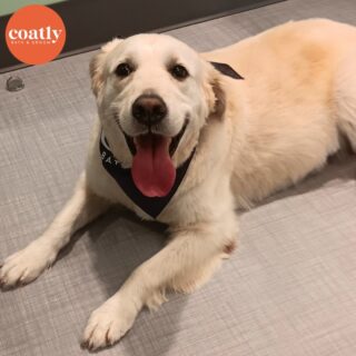 🥺 Your dog's face after they had a spa day 🛁

#DidYouKnow All dogs benefit from regular brushing to remove loose hairs and dead skin cells, to keep the coat free of dirt, debris, and external parasites, and to distribute natural skin oils along the hair shafts

🛁 Click the link in bio to book your pup's first spa day with us! Coatly is open tomorrow! 🫧

⏰ Store Hours:
Sunday-Monday - Closed
Wednesday-Friday - 9am-6pm
Saturday - 10am-5pm

📍1985 Howell Mill Rd NW, Atlanta, GA 30318

📞 (404) 748-1891

#coatcaretip #coatcare #grooming #doggrooming #doggroomer #atldogs #atldoggroomer #doggroomersofinstagram #coatly #coatlybathandgroom