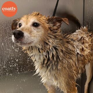 🌧️ When you took your first step out the door this morning 😅

✅ #CoatCareTip Bathing removes dirt, dead skin cells, and loose hair.  It also dramatically reduces dander that will end up in your carpet.  Regular, full baths occurring every 3-5 weeks will have a significant impact on yours and your pup’s happiness.

🛁 Click the link in bio to book your pup's first spa day with us! 🫧

⏰ Store Hours:
Sunday-Monday - Closed
Wednesday-Friday - 9am-6pm
Saturday - 10am-5pm

📍1985 Howell Mill Rd NW, Atlanta, GA 30318

📞 (404) 748-1891

#coatcaretip #coatcare #grooming #doggrooming #doggroomer #atldogs #atldoggroomer #doggroomersofinstagram #coatly #coatlybathandgroom #meangirls
12h
