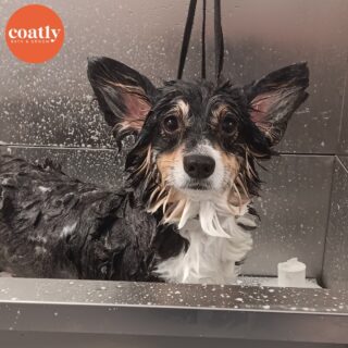 🛁 We heard your pup really wants a spaw day! 😊

✅ #CoatCareTip Catching a potential ear infection or preventing an ear infection can save you both from a lot of pain! Regular ear cleanings are essential for your pup's health!

🛁 Click the link in bio to book your pup's first spa day with us! 🫧

⏰ Store Hours:
Sunday-Monday - Closed
Tuesday-Friday - 9am-6pm
Saturday - 10am-5pm

📍1985 Howell Mill Rd NW, Atlanta, GA 30318

📞 (404) 748-1891

#coatcaretip #coatcare #grooming #doggrooming #doggroomer #atldogs #atldoggroomer #doggroomersofinstagram #coatly #coatlybathandgroom
