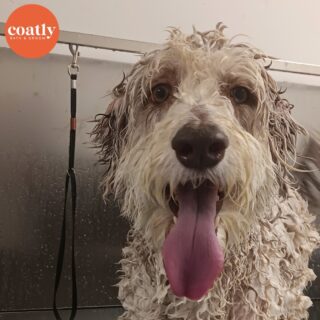 🛁 When you're trying to catch a couple drops from the bath when the groomer isn't looking 😂

#CoatCareTip A dogs skin cell cycle is 21 days, so around 4 weeks, the skin and coat need to be properly washed and moisturized!

🛁 Click the link in bio to book your pup's first spa day with us! Coatly is open tomorrow! 🫧

⏰ Store Hours:
Sunday-Monday - Closed
Wednesday-Friday - 9am-6pm
Saturday - 10am-5pm

📍1985 Howell Mill Rd NW, Atlanta, GA 30318

📞 (404) 748-1891

#coatcaretip #coatcare #grooming #doggrooming #doggroomer #atldogs #atldoggroomer #doggroomersofinstagram #coatly #coatlybathandgroom