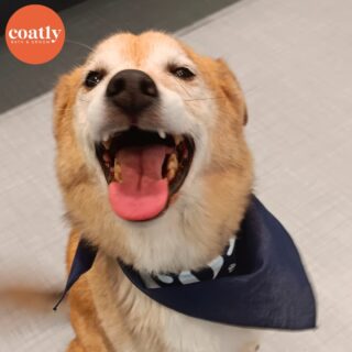 😆 It's Tuesday, which means Coatly is open! 🫧

✅ #CoatCareTip Recurring coat care will cut down on shedding, dog dander, and general grime that sticks to a pup’s coat resulting in better air quality within the home and fewer needs for sweeping/vacuuming!

🛁 Click the link in bio to book your pup's first spa day with us! 🫧

⏰ Store Hours:
Sunday-Monday - Closed
Tuesday-Friday - 9am-6pm
Saturday - 10am-5pm

📍1985 Howell Mill Rd NW, Atlanta, GA 30318

📞 (404) 748-1891

#coatcaretip #coatcare #grooming #doggrooming #doggroomer #atldogs #atldoggroomer #doggroomersofinstagram #coatly #coatlybathandgroom