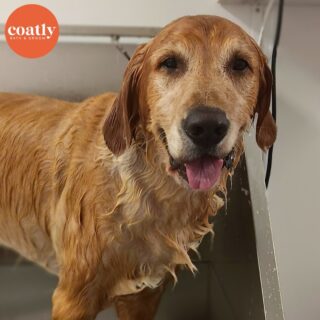 🛁 At Coatly, we take #TongueOutTuesday very seriously 😆

✅ #CoatCareTip Bathing removes dirt, dead skin cells, and loose hair. It also dramatically reduces dander that will end up in your carpet. Regular, full baths occurring every 3-5 weeks will have a significant impact on yours and your pup’s happiness.

🛁 Click the link in bio to book your pup's first spa day with us! 🫧

⏰ Store Hours:
Sunday-Monday - Closed
Wednesday-Friday - 9am-6pm
Saturday - 10am-5pm

📍1985 Howell Mill Rd NW, Atlanta, GA 30318

📞 (404) 748-1891

#coatcaretip #coatcare #grooming #doggrooming #doggroomer #atldogs #atldoggroomer #doggroomersofinstagram #coatly #coatlybathandgroom