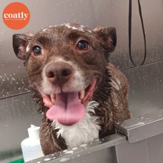 🐾 Happy #TongueOutTuesday ! 🐶

#CoatCareTip All dogs benefit from regular brushing to remove loose hairs and dead skin cells, to keep the coat free of dirt, debris, and external parasites, and to distribute natural skin oils along the hair shafts.

🛁 Click the link in bio to book your pup's first spa day with us! Coatly is open tomorrow! 🫧

⏰ Store Hours:
Sunday-Monday - Closed
Wednesday-Friday - 9am-6pm
Saturday - 10am-5pm

📍1985 Howell Mill Rd NW, Atlanta, GA 30318

📞 (404) 748-1891

#coatcaretip #coatcare #grooming #doggrooming #doggroomer #atldogs #atldoggroomer #doggroomersofinstagram #coatly #coatlybathandgroom