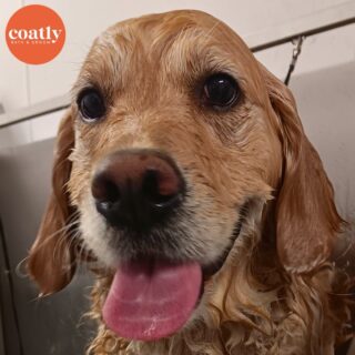 💛 Goldens sure know how to bring the sunshine even when it's gloomy out ☀️

🛁 Click the link in bio to book your pup's first spa day with us! 🫧

⏰ Store Hours:
Sunday-Monday - Closed
Wednesday-Friday - 9am-6pm
Saturday - 10am-5pm

📍1985 Howell Mill Rd NW, Atlanta, GA 30318

📞 (404) 748-1891

#coatcaretip #coatcare #grooming #doggrooming #doggroomer #atldogs #atldoggroomer #doggroomersofinstagram #coatly #coatlybathandgroom