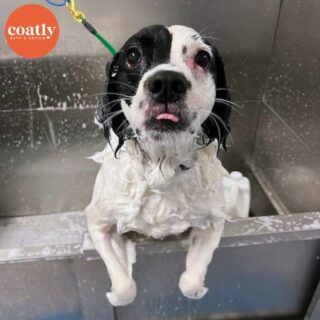 🛁 When ppl wonder why you're in the shower for 45 min, they don't realize you're practicing your poses before going out 😂

🛁 Click the link in bio to book your pup's first spa day with us! 🫧

⏰ Store Hours:
Sunday-Monday - Closed
Tuesday-Friday - 9am-6pm
Saturday - 10am-5pm

📍1985 Howell Mill Rd NW, Atlanta, GA 30318

📞 (404) 748-1891

#coatcaretip #coatcare #grooming #doggrooming #doggroomer #atldogs #atldoggroomer #doggroomersofinstagram #coatly #coatlybathandgroom